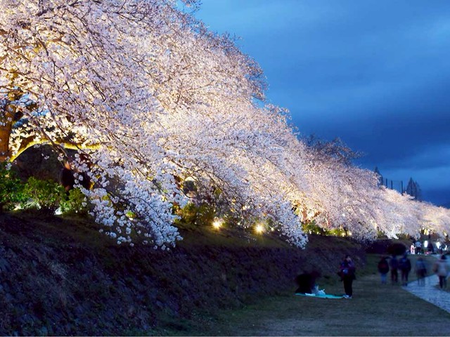 the-fantastic-cherry-blossoms-at-night-are-popularlighting-up-along-the-hadano-and-mizuna-river-extended-until-the-13th-1744165243.jpg