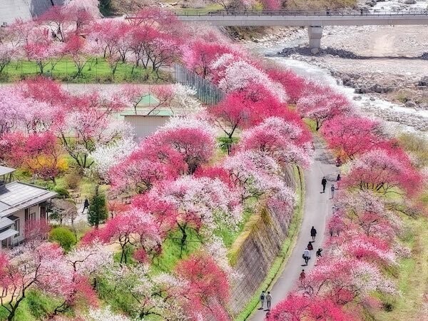 the-real-peach-village-the-cutely-decorated-picture-shows-her-moving-voices-i-cant-believe-its-in-this-world-ahhhh-so-beautiful-and-this-is-spring-1744767671.jpg