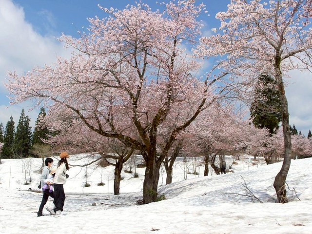 spring-and-winter-co-starring-snow-cherry-blossoms-in-full-bloom-fukuyama-pass-in-uonuma-1745457559.jpg