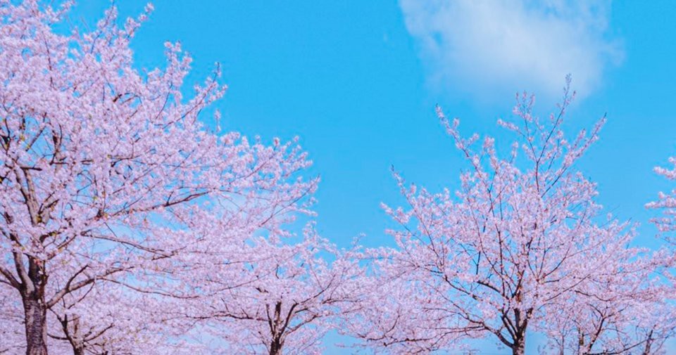 the-sea-of-petals-spreading-under-the-cherry-blossom-trees-is-fleeting-and-beautiful-i-was-so-excited-by-the-spectacular-view-i-found-in-chiba-1745546623.jpg