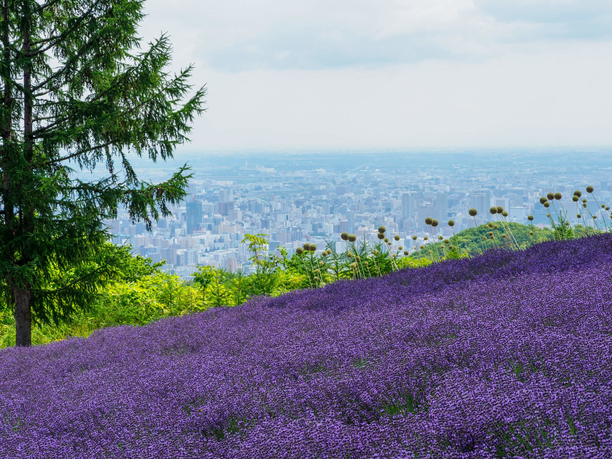 a-spectacular-view-of-lavender-that-you-can-enjoy-in-sapporo-i-went-to-lavender-garden-at-horomi-pass-1753406884.jpg