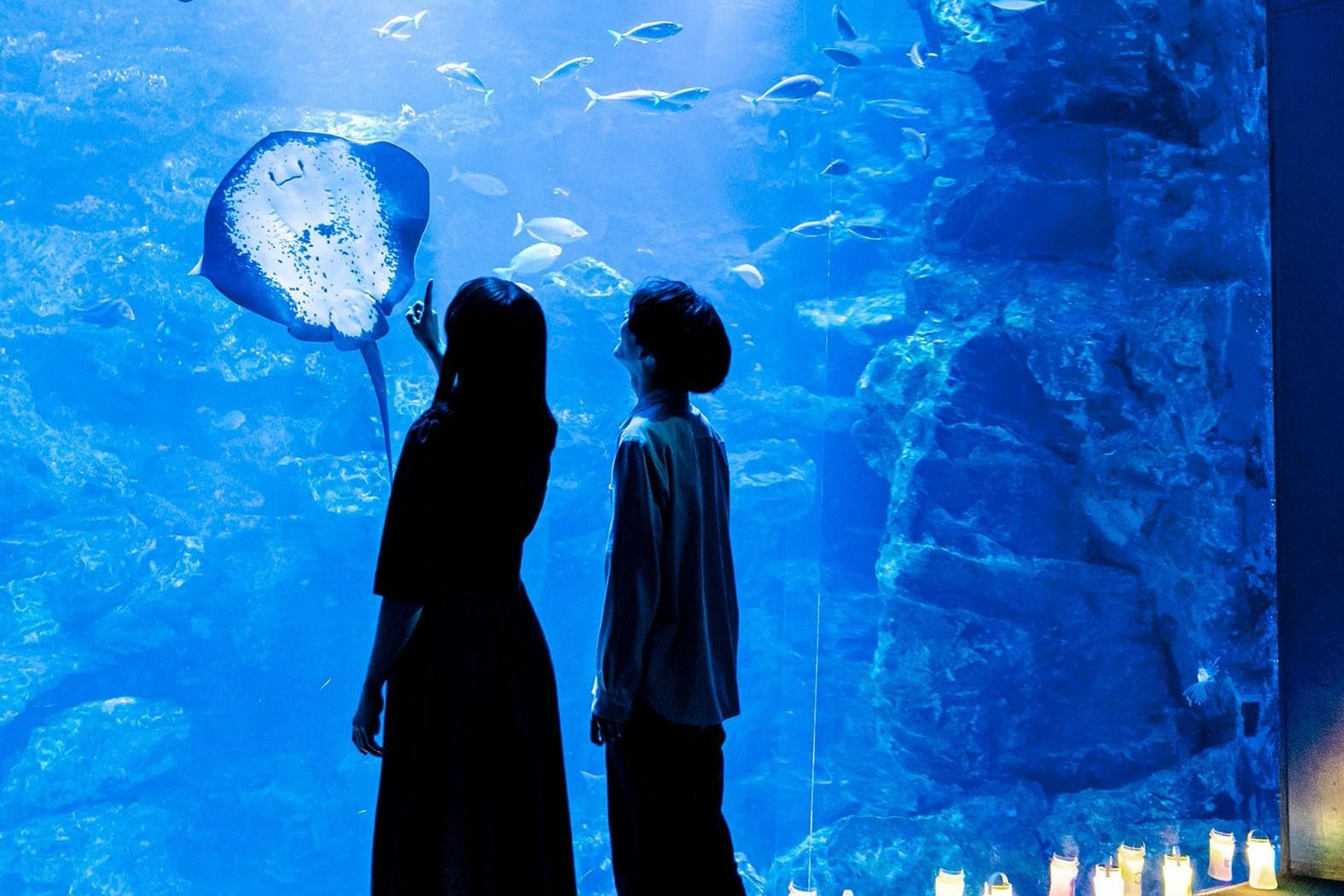 kyoto-aquarium-night-suizokukan-a-fantastic-lighting-display-only-at-night-and-special-exhibitions-to-learn-about-the-waters-creatures-through-monsters-1753406920.jpg