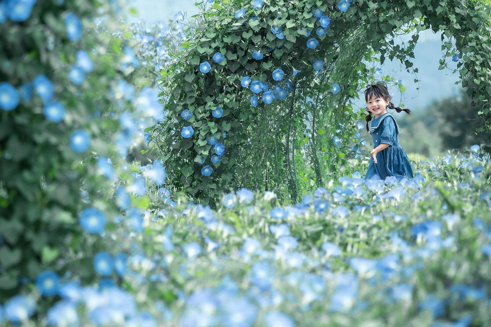 flower-village-hanamu-no-sato-in-sera-hiroshima-heavenly-blue-hill-will-be-held-where-approximately-180000-western-morning-glories-bloom-1754272099.jpg