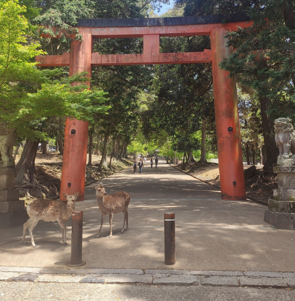 nara---why-you-should-visit-that-famous-city-1628749902-1.jpg