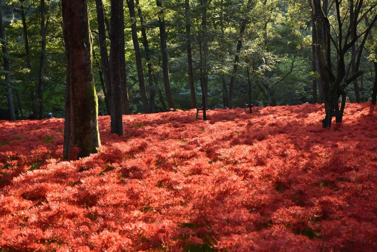5-million-red-carpets-information-on-the-event-of-the-kinkoda-manjusa-festival-in-saitamas-spectacular-views-seibu-is-a-special-train-run-while-limited-express-trains-stop-at-koryo-station-on-saturdays-and-holidays-1757294884.jpg