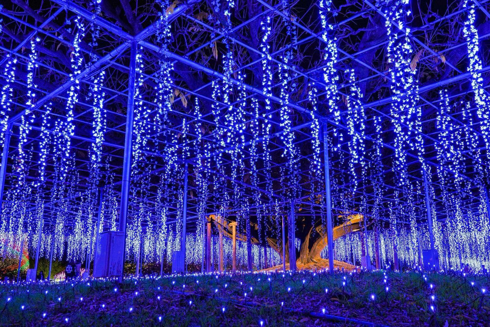 ashikaga-flower-park-enveloped-in-light-and-fragrance-25-years-of-illumination-fantastically-sparkling-rose-gardens-and-large-wisteria-1759707251.jpg