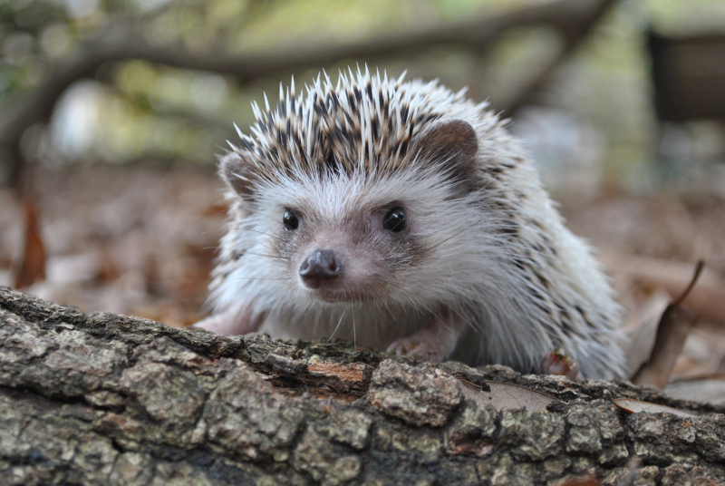 hedgehog-cafe-1629098752-1.jpeg