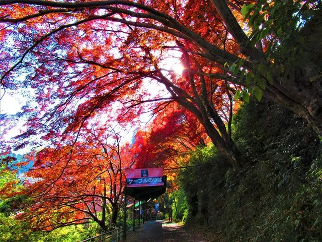 autumn-is-also-surprisingly-beautiful-autumn-leaves-viewing-at-mt-yoshino-a-famous-cherry-blossom-viewing-spot-nara-1763087085.jpg
