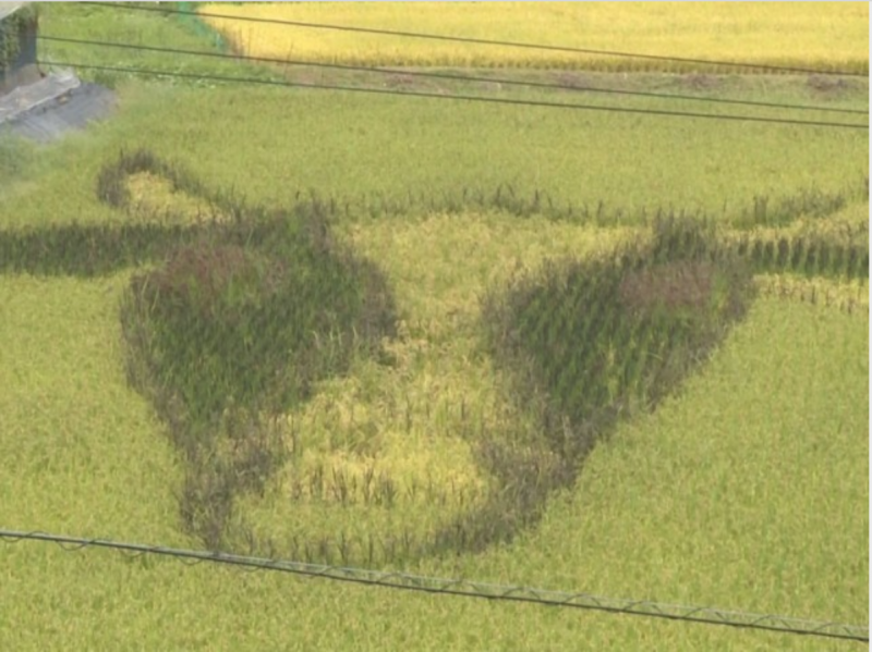 zodiac-rice-field-art-appeared-and-became-a-hot-topic-1632813934-1.png