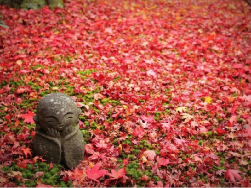 the-scattered-maple-leaves-of-enkoji--kyoto-are-so-beautiful--1633505459-1.png