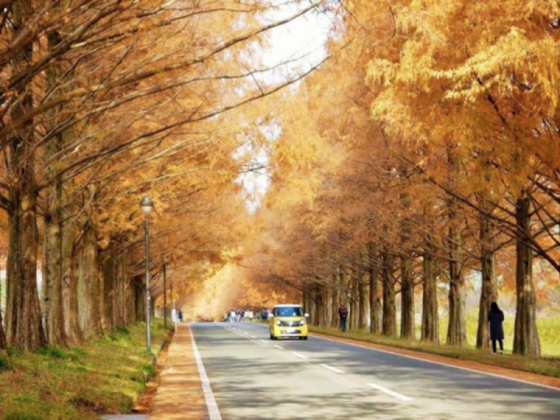 dont-miss-the-autumnal-metasequoia-trees-in-shiga-1633507761-1.png