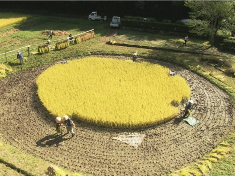 rice-harvesting---takayama-city-gifu-prefecture-1633587462-1.png
