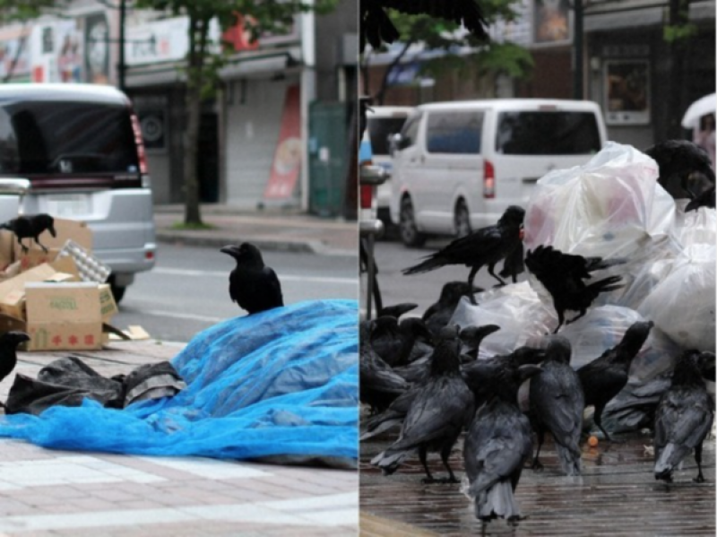 garbage-is-just-a-snack-for-crows-a-mess-of-humans-and-crows-1640160228-1.png