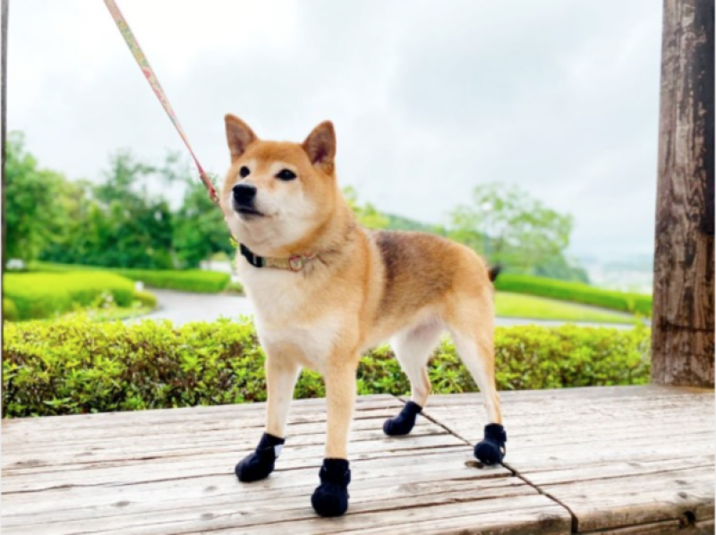 introducing-dog-shoes-that-not-only-protect-the-soles-of-the-feet-1640249351-1.png