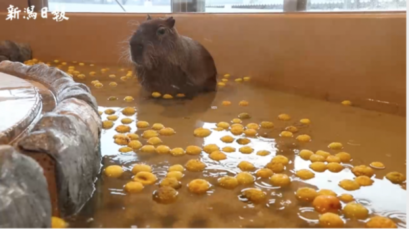 capybara-is-also-relaxing-in-yuzu-hot-water-niigata-ikutopia-shokuhana-1640329074-1.png