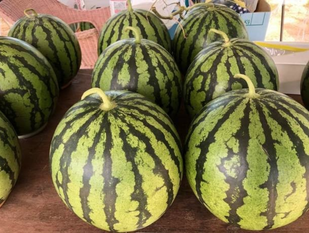 Delicious-Suica